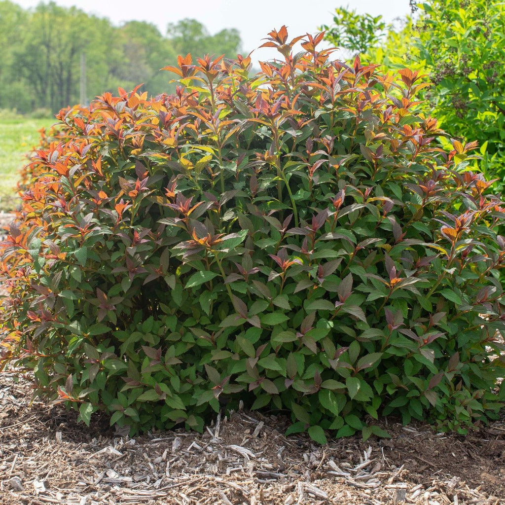 Spiraea japonica 'Iceconspir' PP 33,786  - Empire® Ice Dragon™ Spiraea