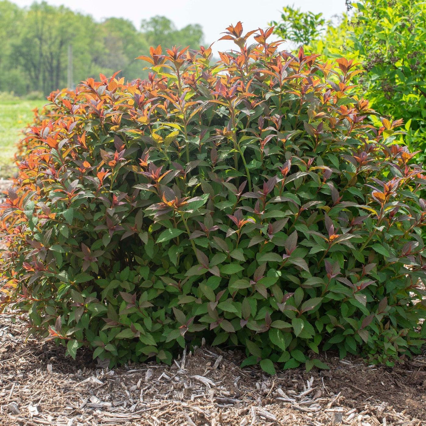 Spiraea japonica 'Iceconspir' PP 33,786  - Empire® Ice Dragon™ Spiraea