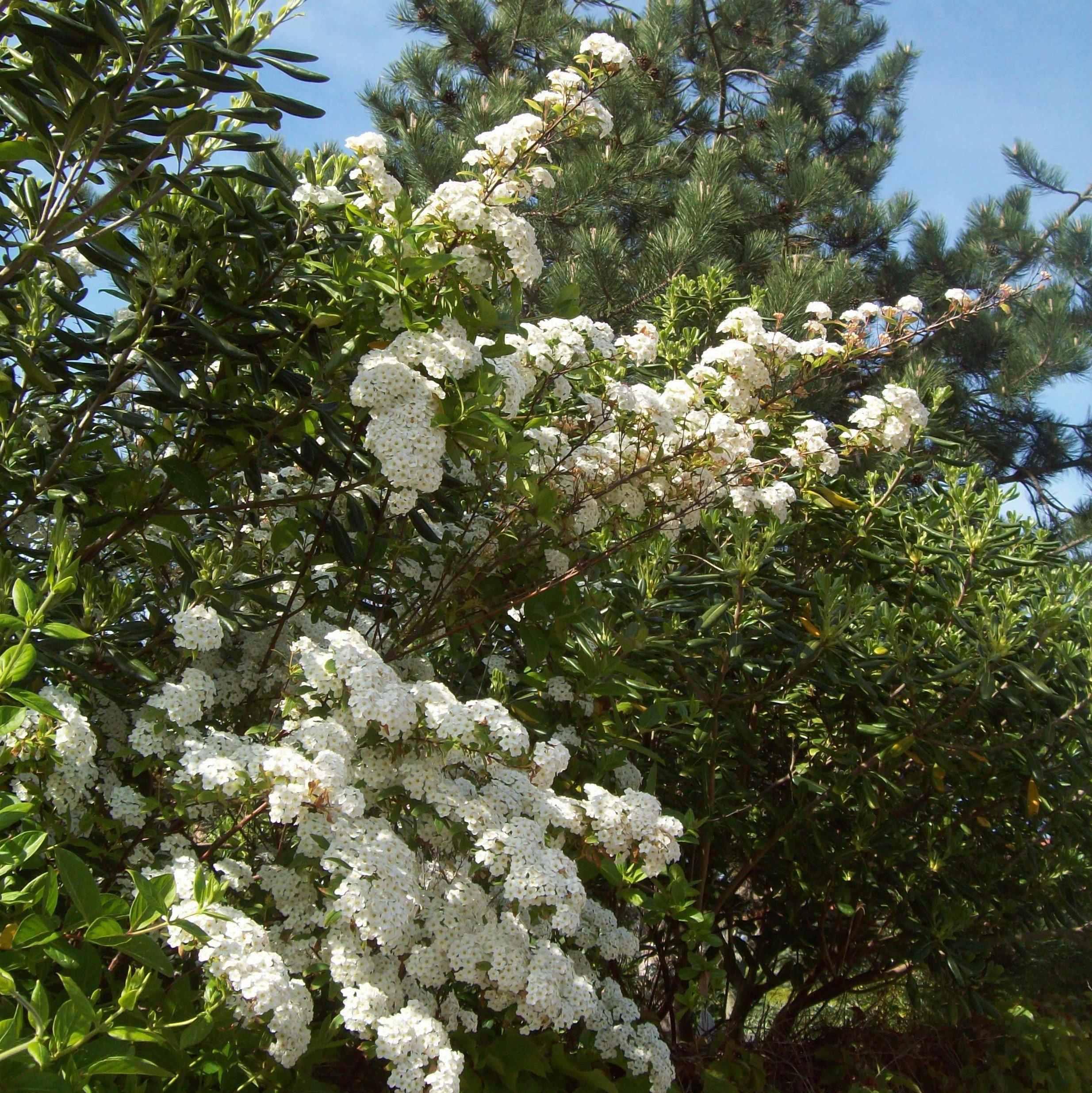 Spiraea nipponica 'Snowmound'  - Snowmound Spirea