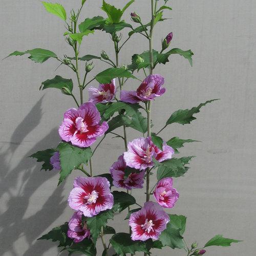 Hibiscus syriacus 'Gandini Santiago'  - Purple Pillar® Rose of Sharon