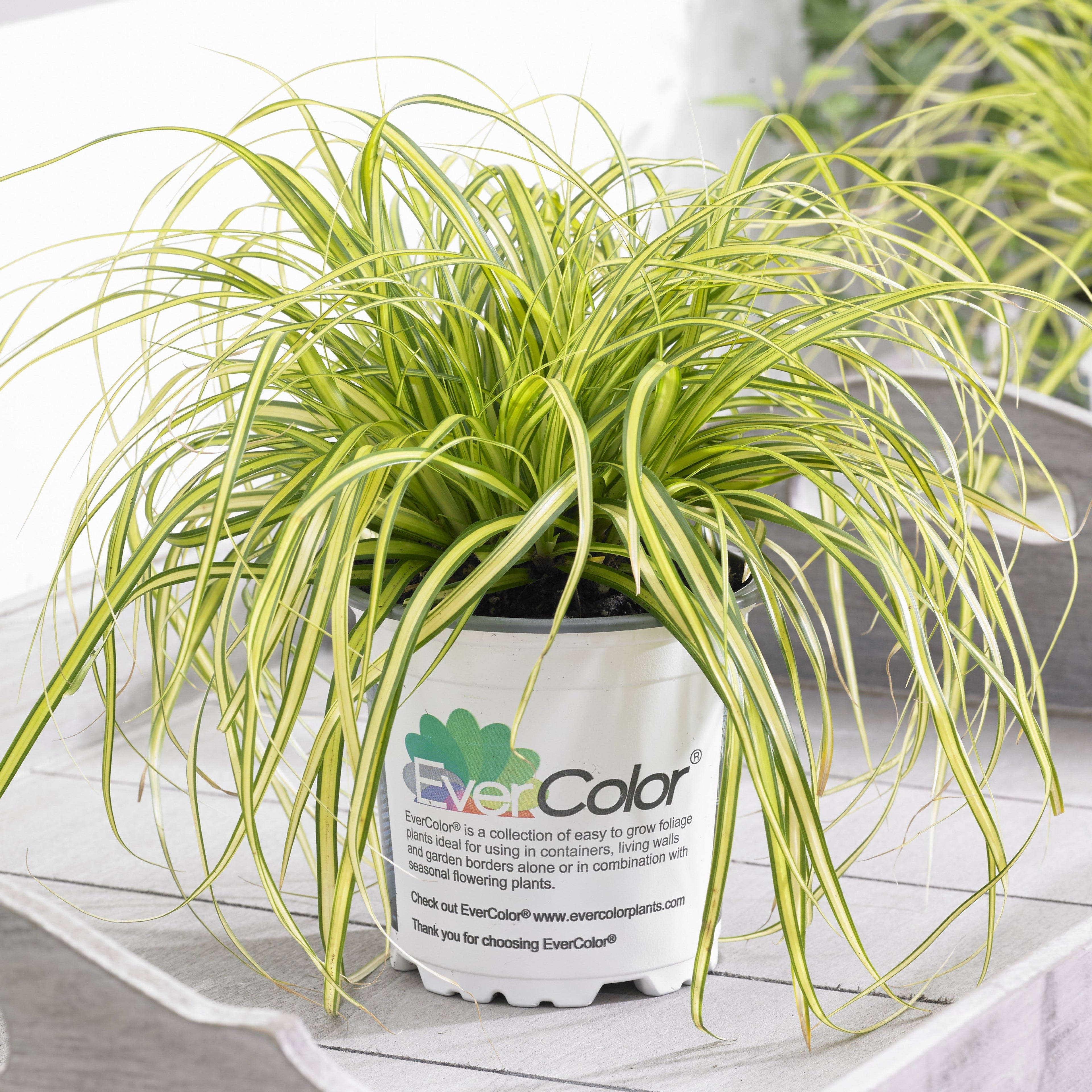 Carex oshimensis 'Eversheen' PP25938  - Evercolor® Eversheen Variegated Sedge