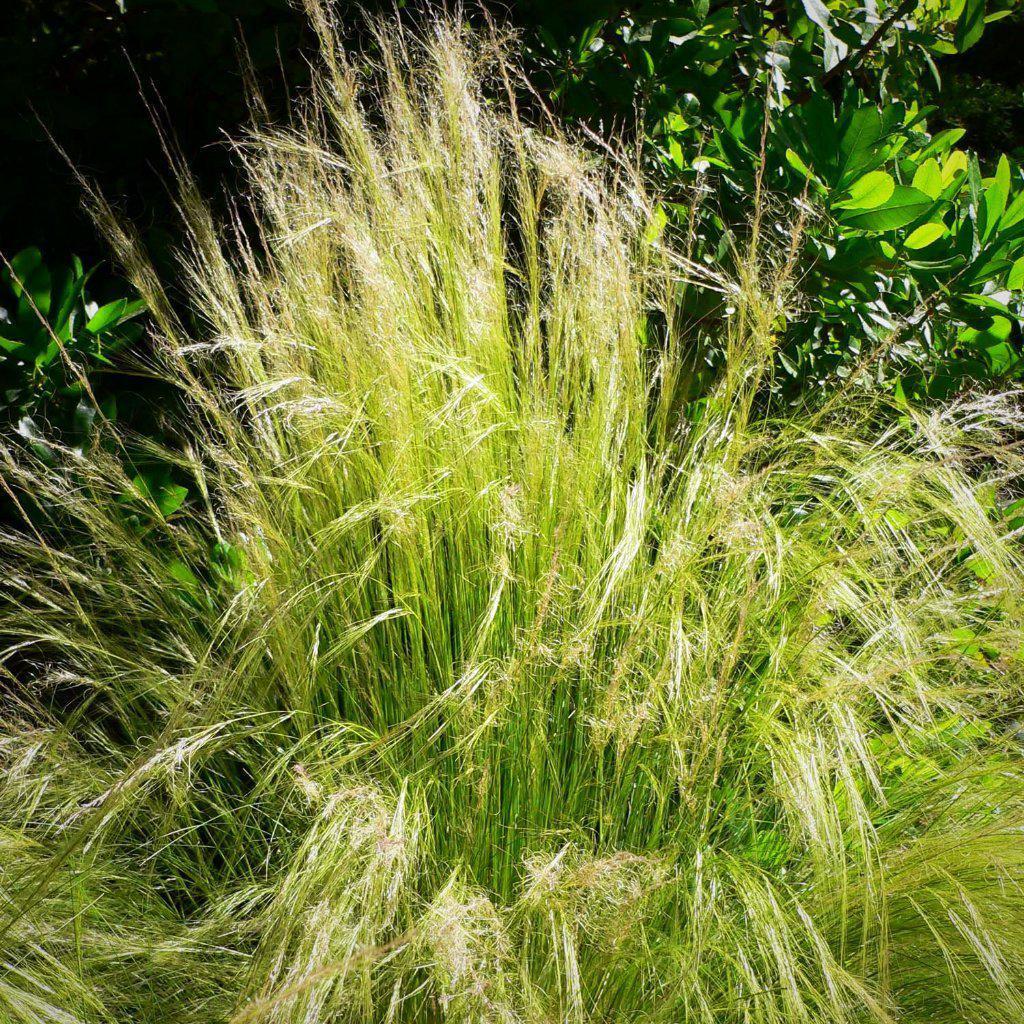 Nassella tenuissima  - Mexican Feather Grass