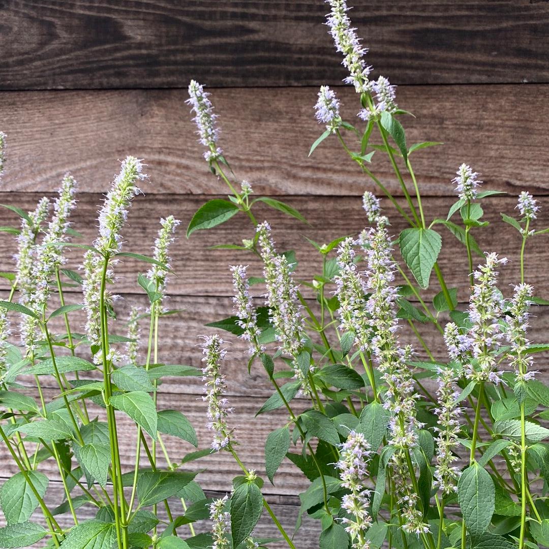 Agastache foeniculum 'Blue Fortune'  - Blue Fortune Giant Hyssop