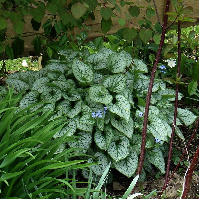 Brunnera macrophylla 'Jack Frost'  - Jack Frost Siberian Bugloss