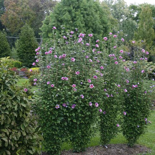 Hibiscus syriacus 'Gandini Santiago'  - Purple Pillar® Rose of Sharon