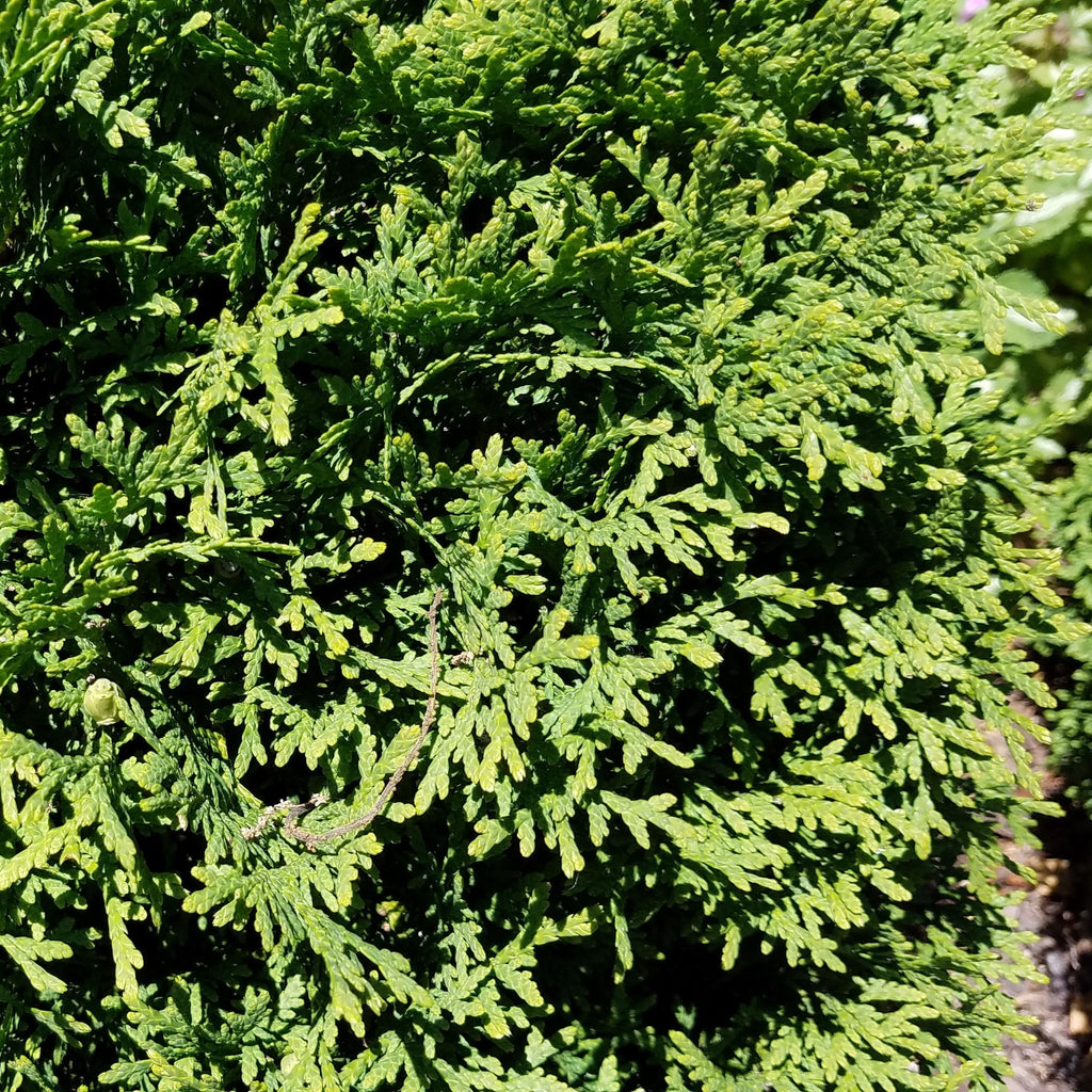Mini Tuja Thuja occidentalis 'Hetz Midget' - Hetz Midget Arborvitae, Mini Arborv ...