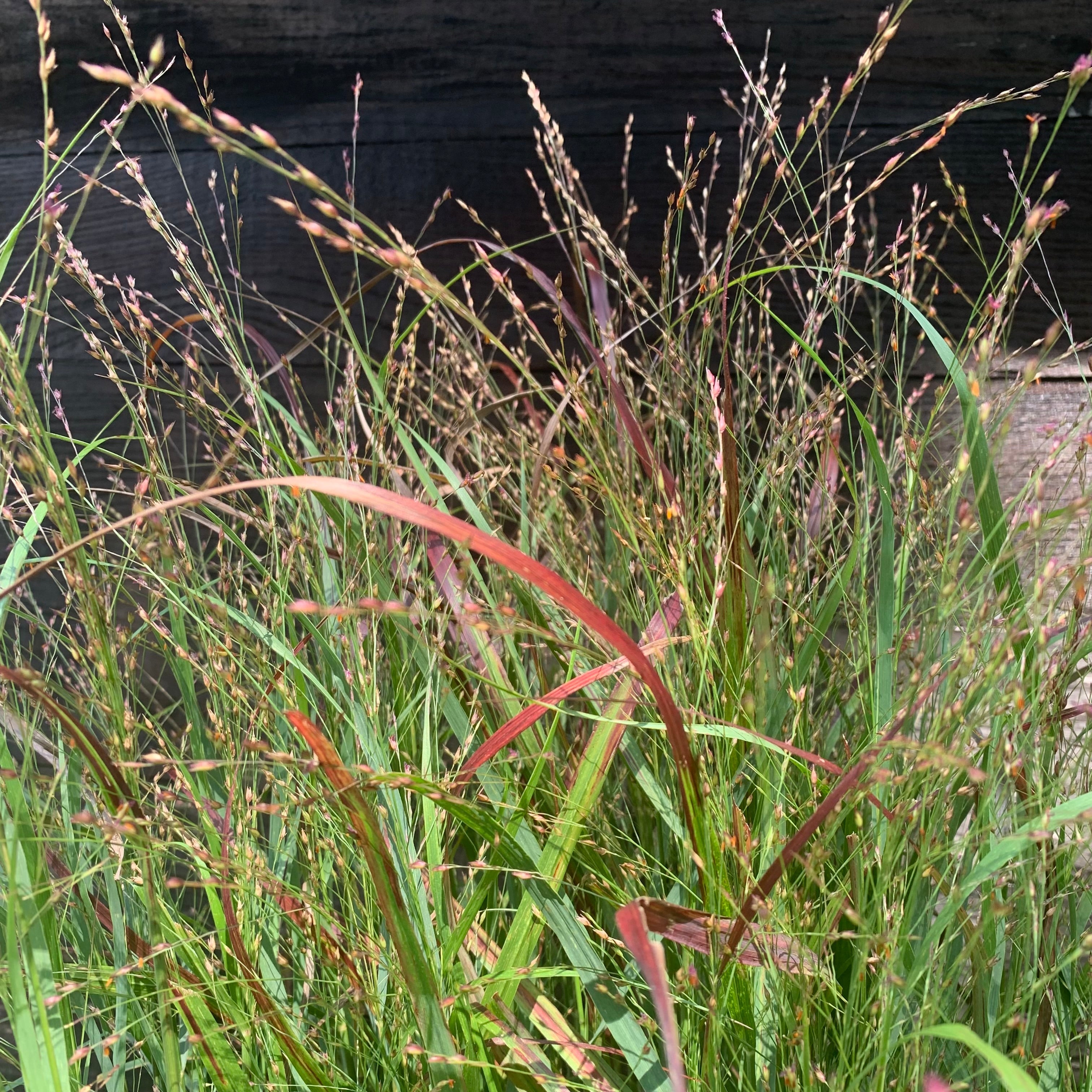 Panicum virgatum 'Shenandoah'  - Shenandoah Switch Grass