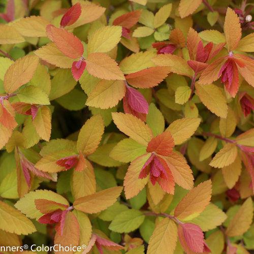Spiraea x 'Tracy' USPP 21,588  - Double Play® Big Bang Spirea