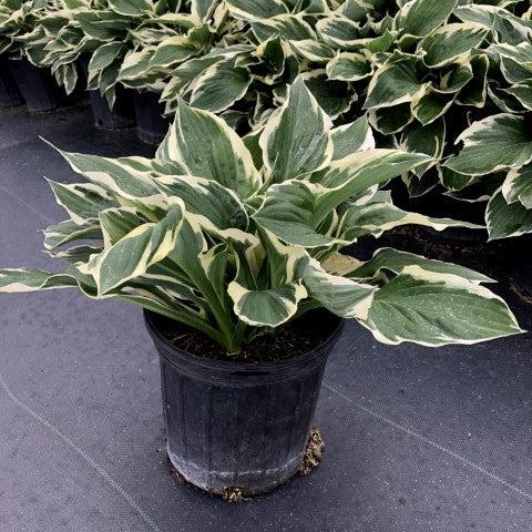 Hosta 'Patriot'  - Patriot Hosta