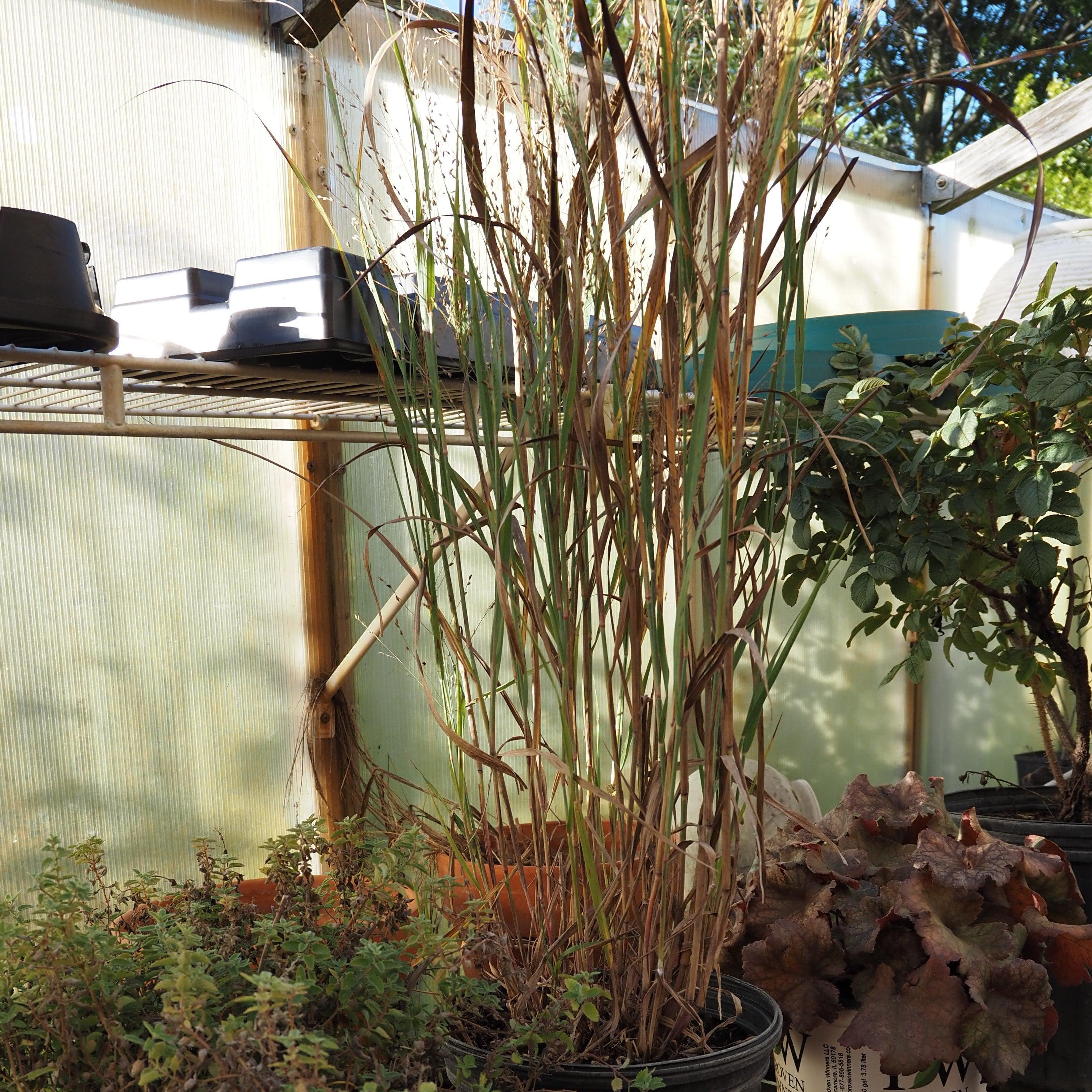 Panicum virgatum 'Heavy Metal'  - Heavy Metal Switch Grass