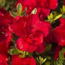Rhododendron ‘Robleza’  - Encore® Autumn Bonfire™ Azalea