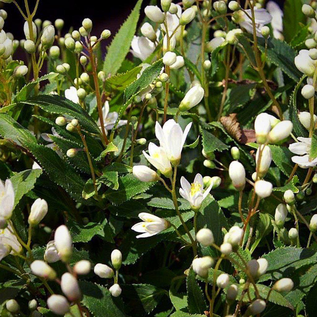 Deutzia gracilis 'Nikko'  - Dwarf Nikko Deutzia