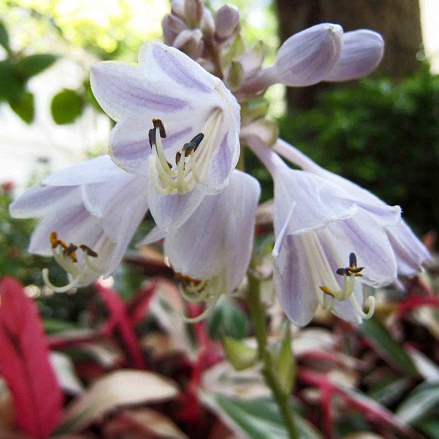 Hosta 'Patriot'  - Patriot Hosta