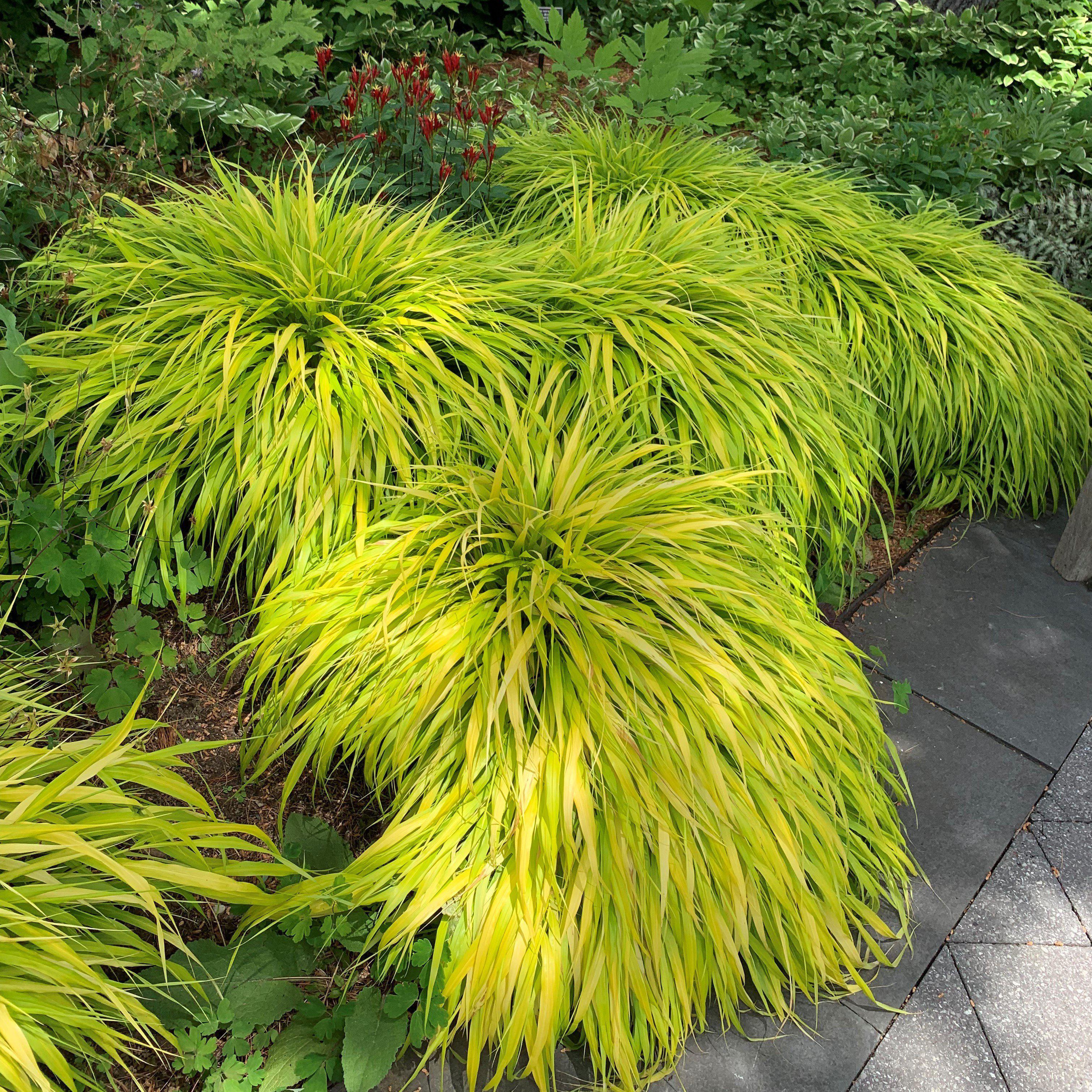 Hakonechloa macra 'All Gold'  - All Gold Japanese Forest Grass, Hakone Grass