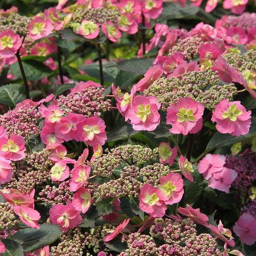 Hydrangea serrata 'MAK20'  - Tuff Stuff™ Hydrangea