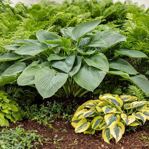 Hosta 'Empress Wu' PP20774  - PW® Shadowland® Empress Wu Hosta