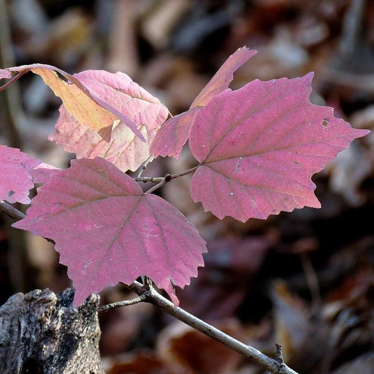 Viburnum acerifolium  - Mapleleaf Viburnum