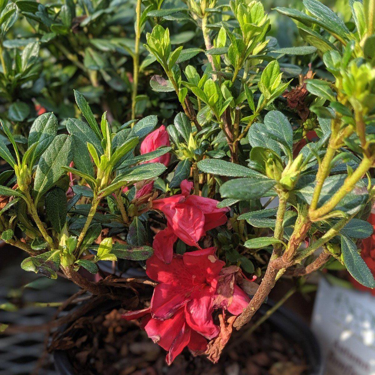 Rhododendron ‘Robleza’  - Encore® Autumn Bonfire™ Azalea