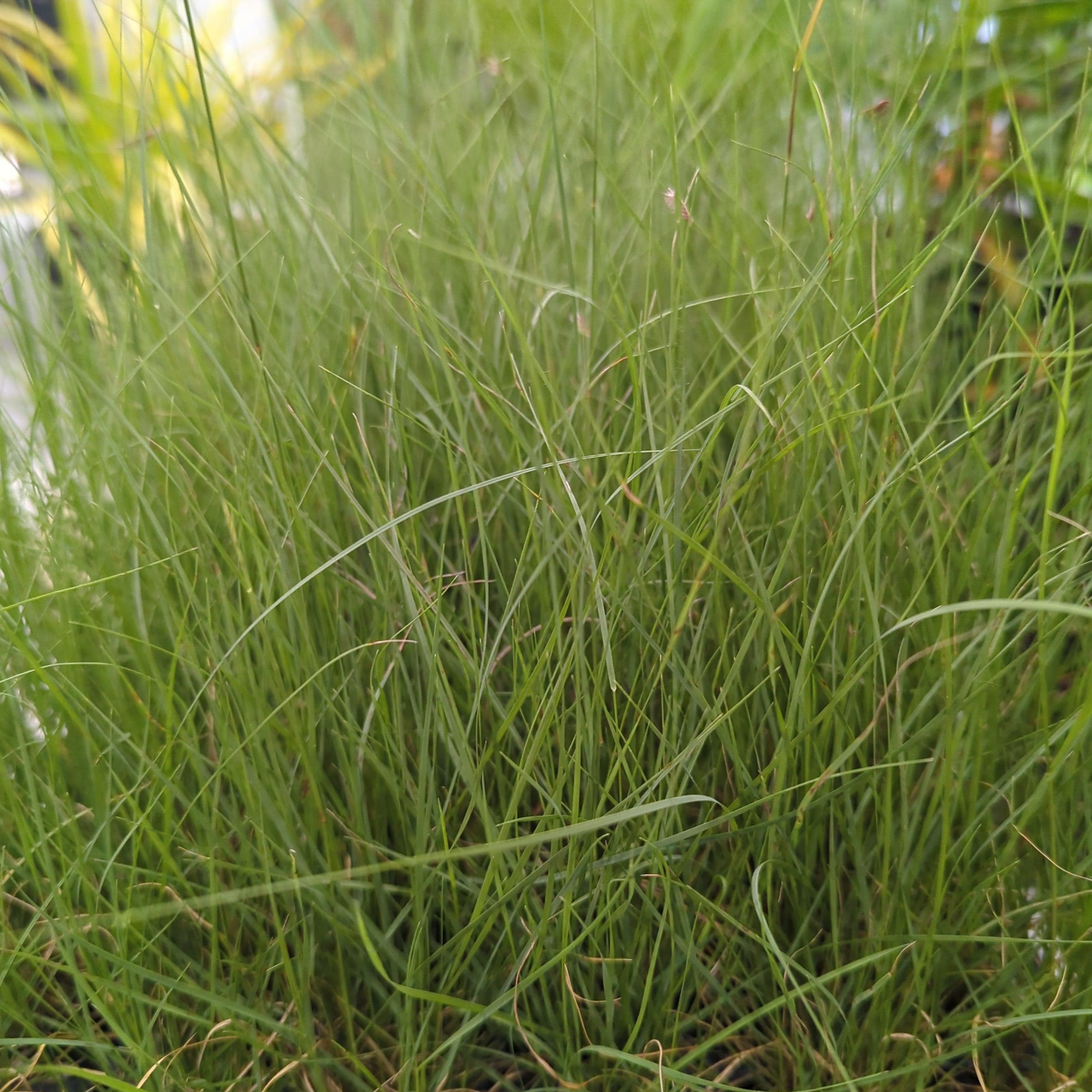 Bouteloua gracilis  - Blue Grama, Mosquito Grass