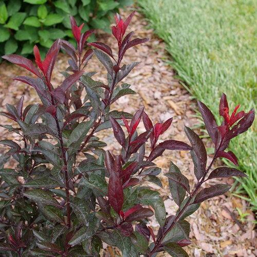Prunus x cistena 'UCONNPCSDR'  - Stay Classy® Sand Cherry