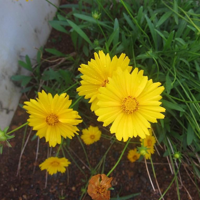 Coreopsis lanceolata  - Lanceleaf Coreopsis