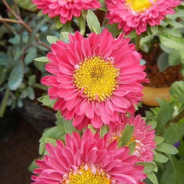 Aster novae-angliae 'Kickin Carmine Red' - ter novae-angliae 'Kickin C ...