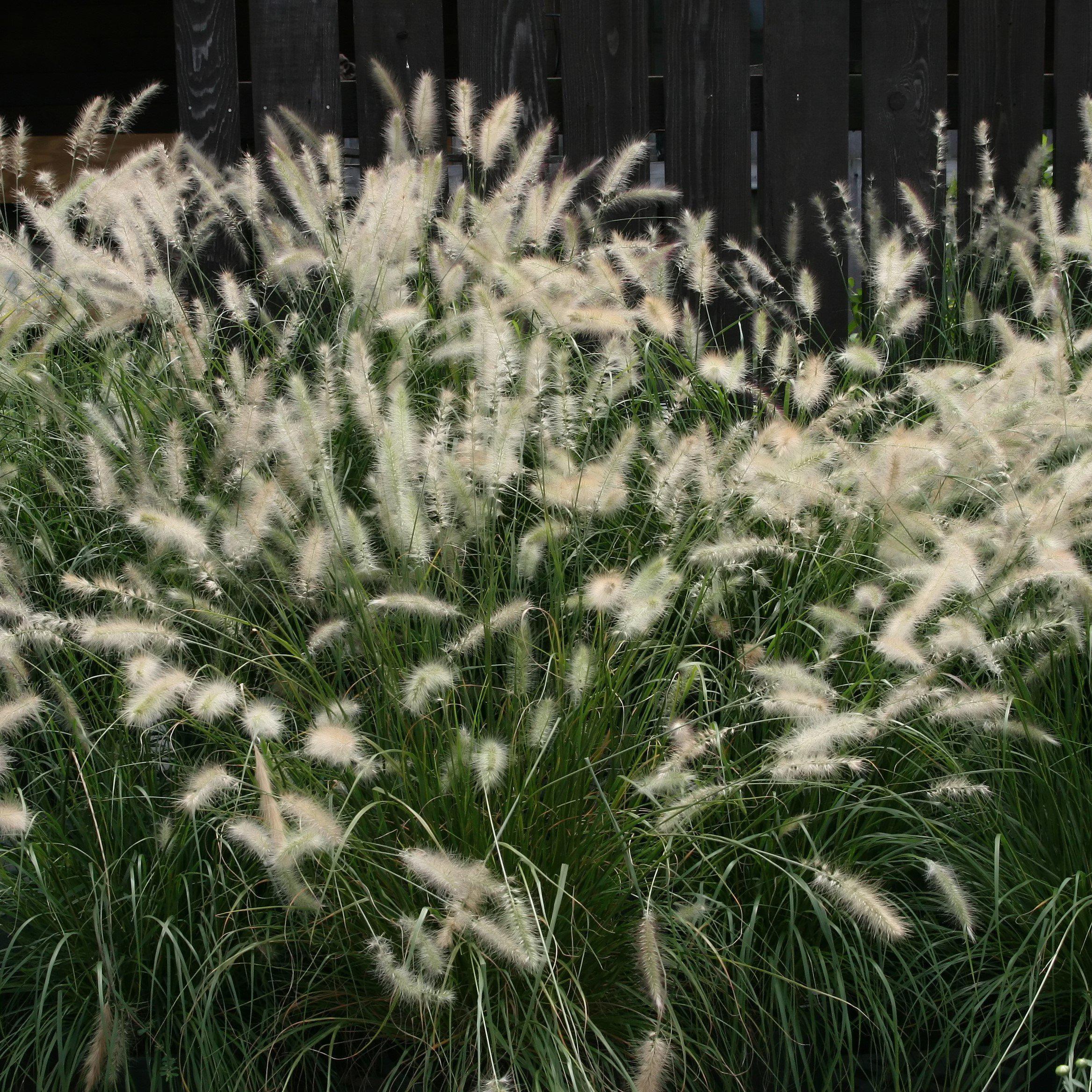 Pennisetum alopecuroides  - Fountain Grass