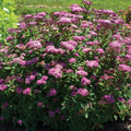 Spiraea japonica 'Iceconspir' PP 33,786  - Empire® Ice Dragon™ Spiraea