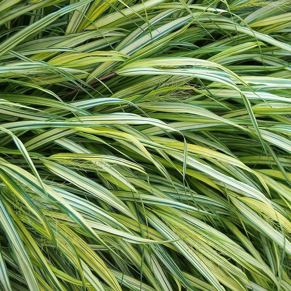 Hakonechloa macra 'Aureola'  - Golden Japanese Forest Grass, Hakone Grass