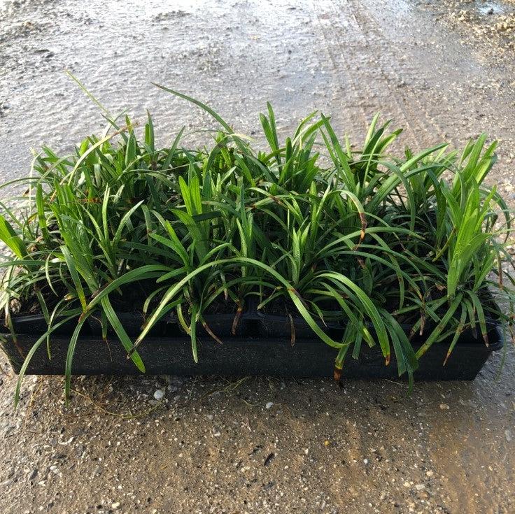 Liriope muscari 'Big Blue'  - Big Blue Lily Turf