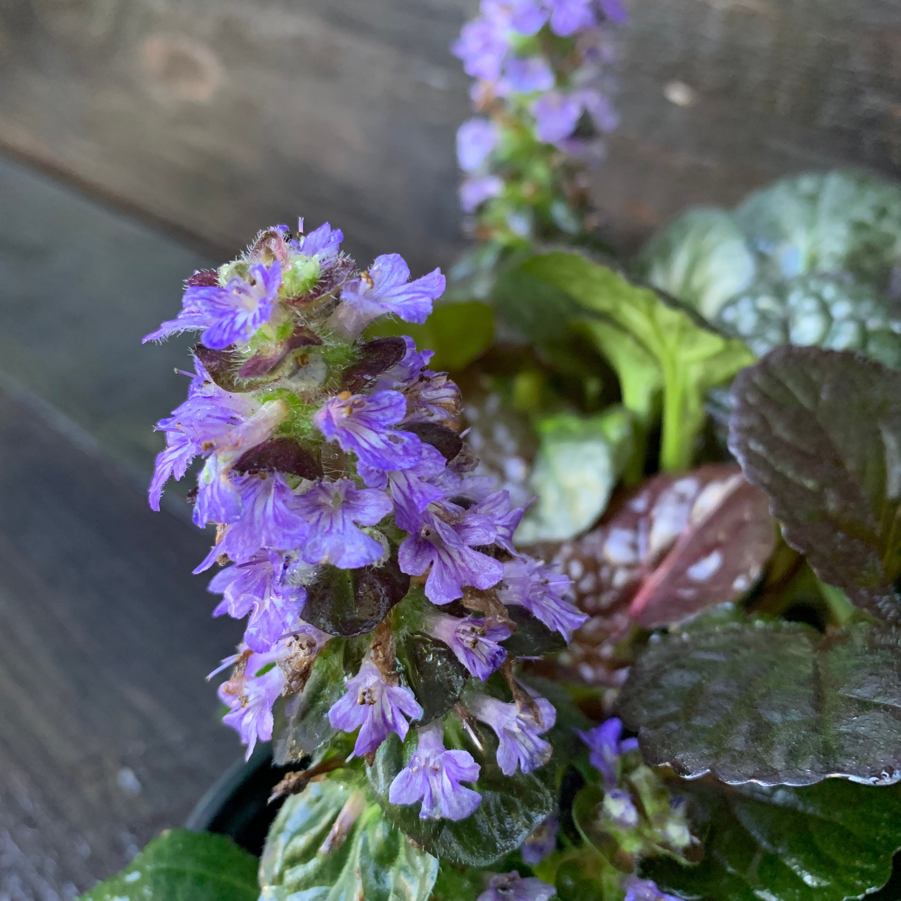 Ajuga reptans 'Binblasca'  - Black Scallop Bugleweed
