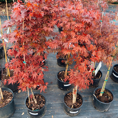 Acer palmatum var. dissectum 'Tamukeyama'  - Tamukeyama Japanese Maple