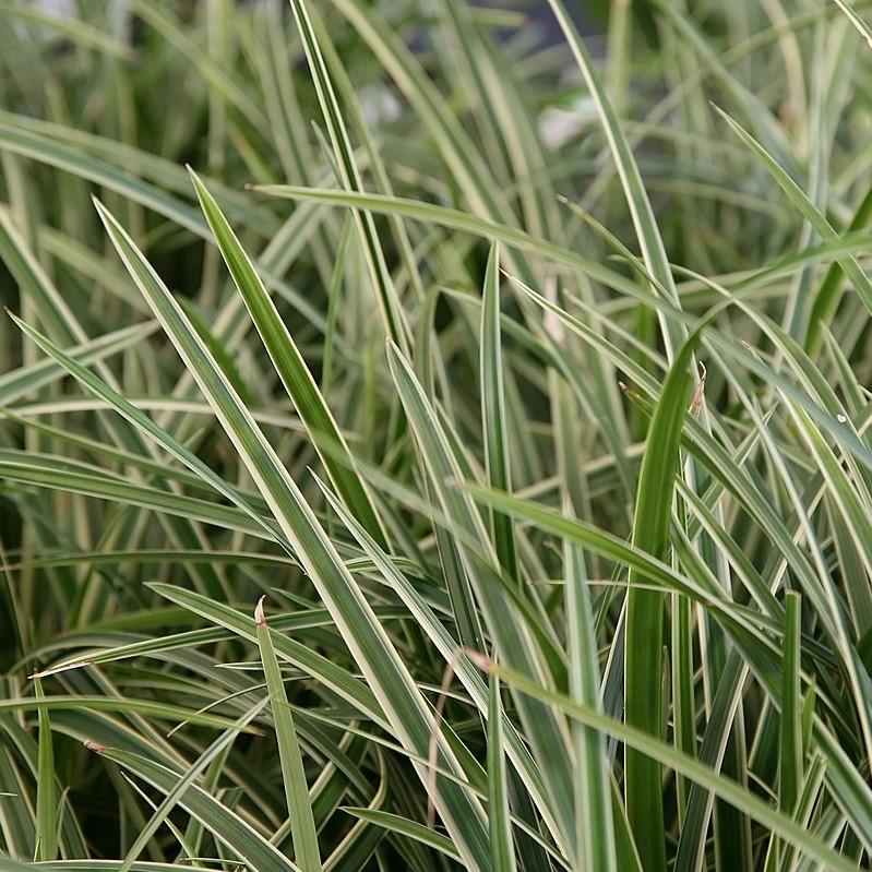 Carex morrowii 'Ice Dance'  - Ice Dance Sedge