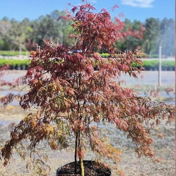 Acer palmatum var. dissectum 'Crimson Queen'  - Crimson Queen Japanese Maple