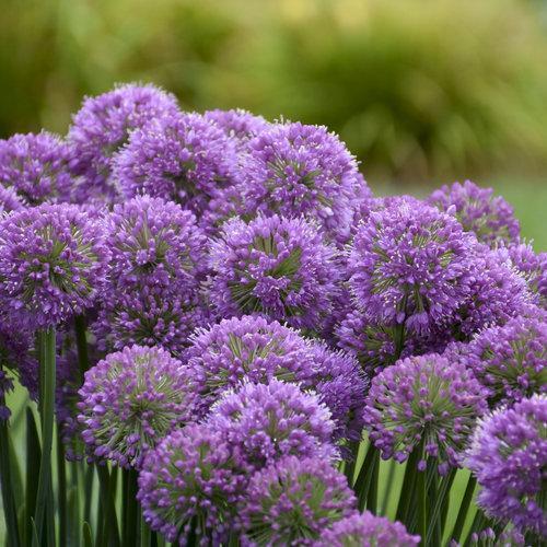 Allium ‘Serendipity’  - Serendipity Ornamental Onion