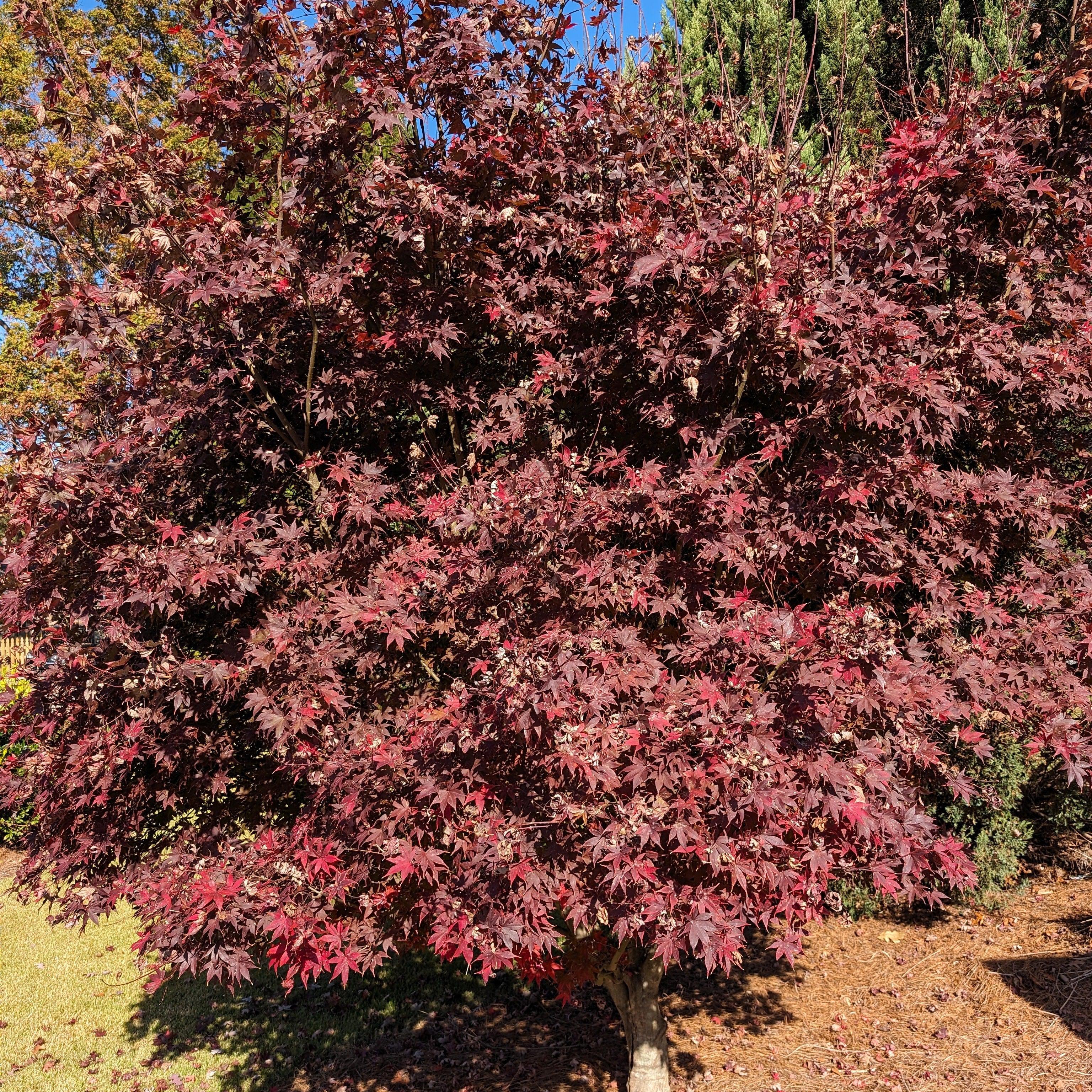 Acer palmatum 'Bloodgood'  - Japanese Maple 'Bloodgood'