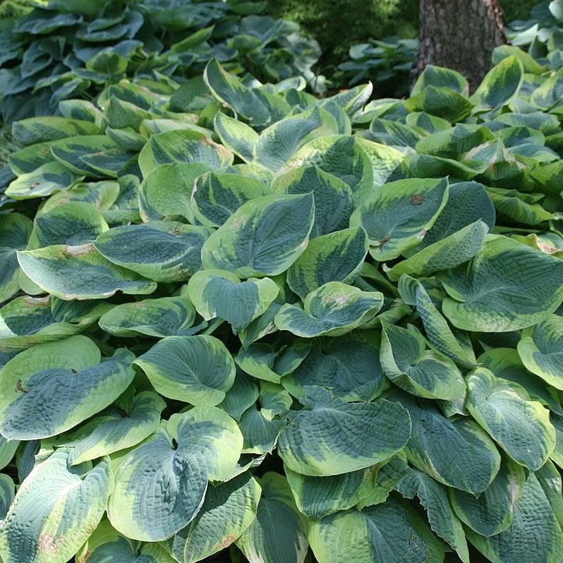 Hosta 'Frances Williams'  - Frances Williams Hosta