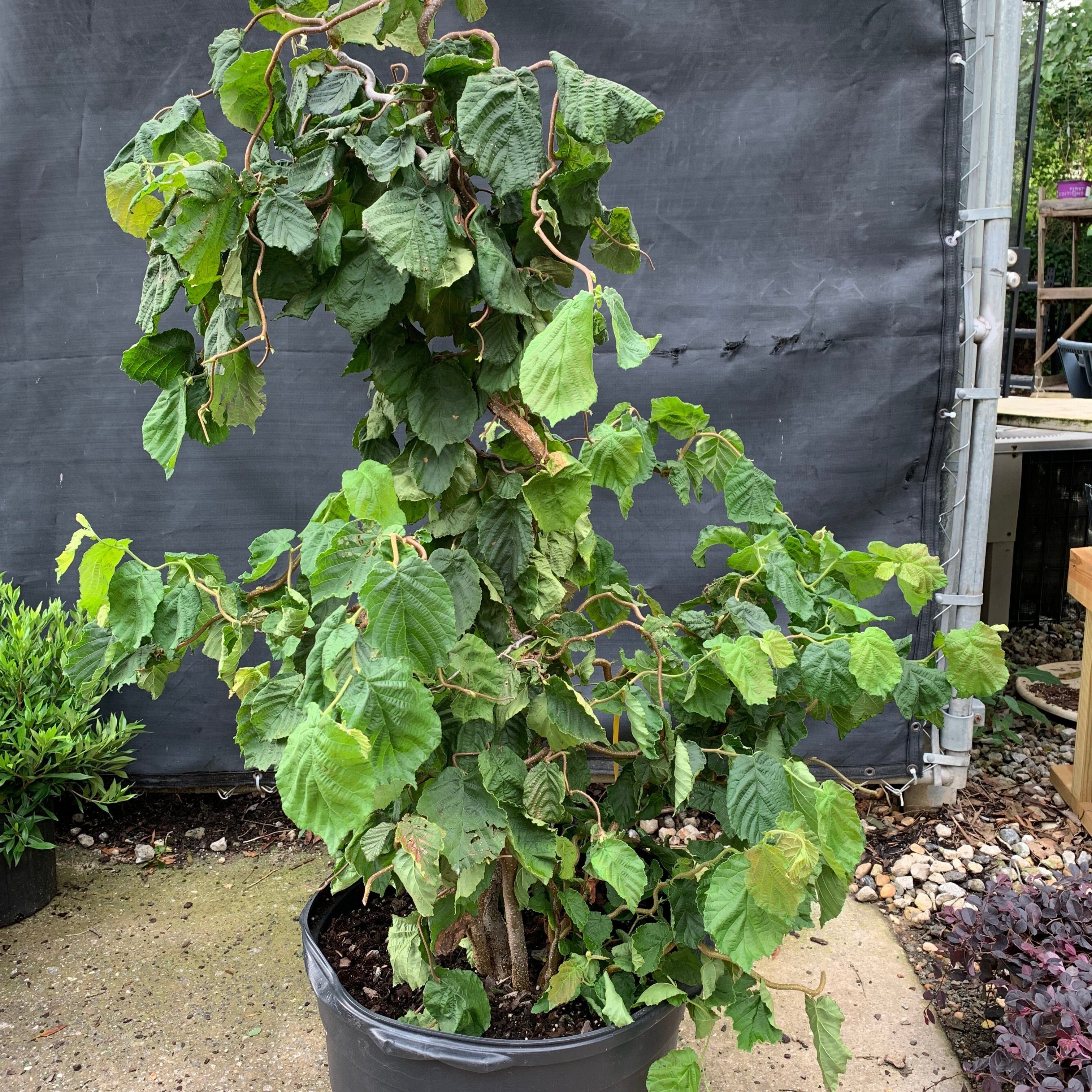 Corylus avellana 'Contorta' - Contorted Filbert, Harry Lauder’s Walkin ...
