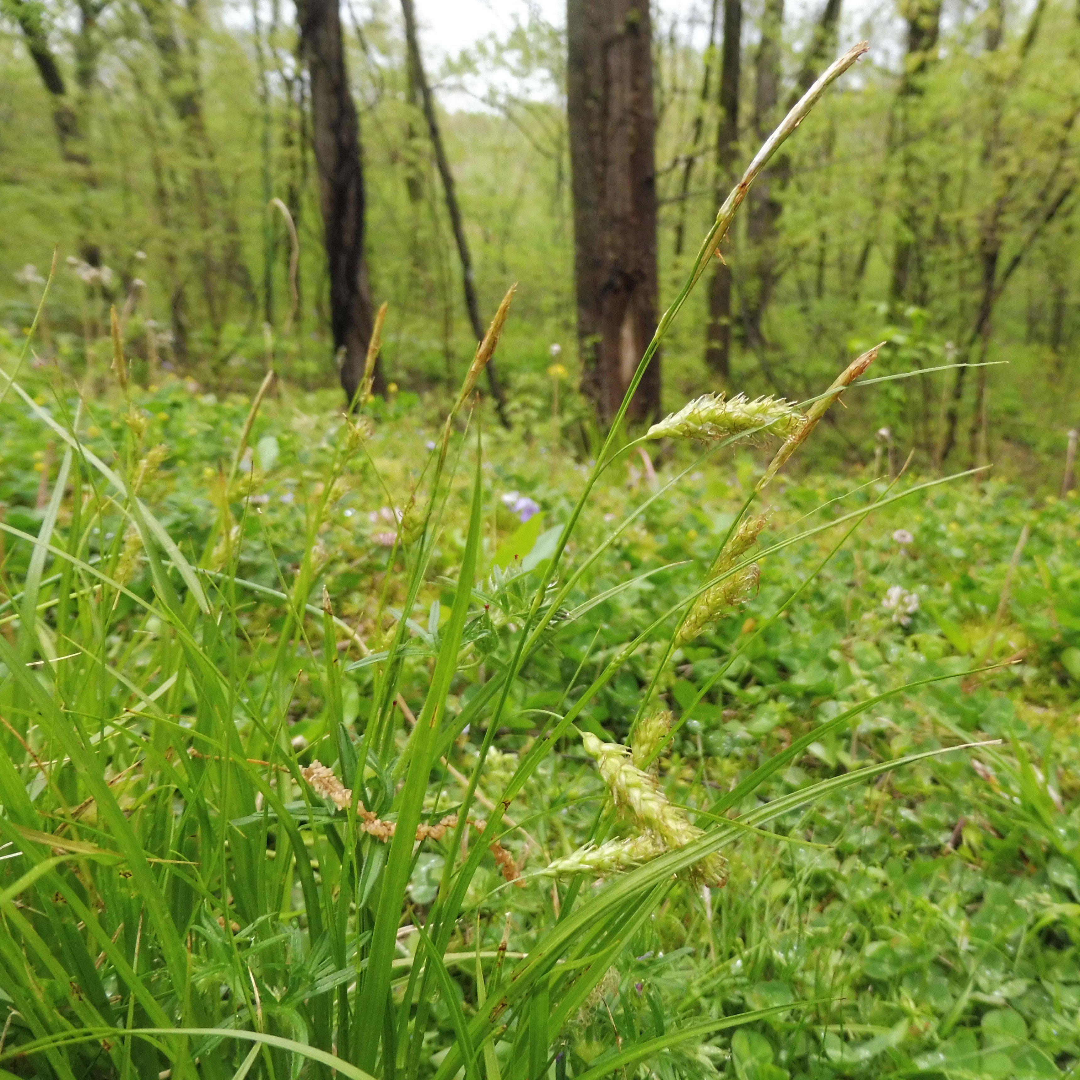 Carex cherokeensis  - Cherokee Sedge