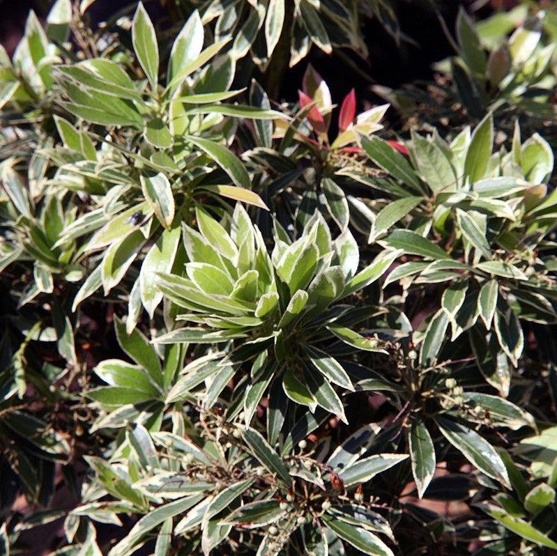 Pieris japonica 'Flaming Silver'  - Flaming Silver Pieris