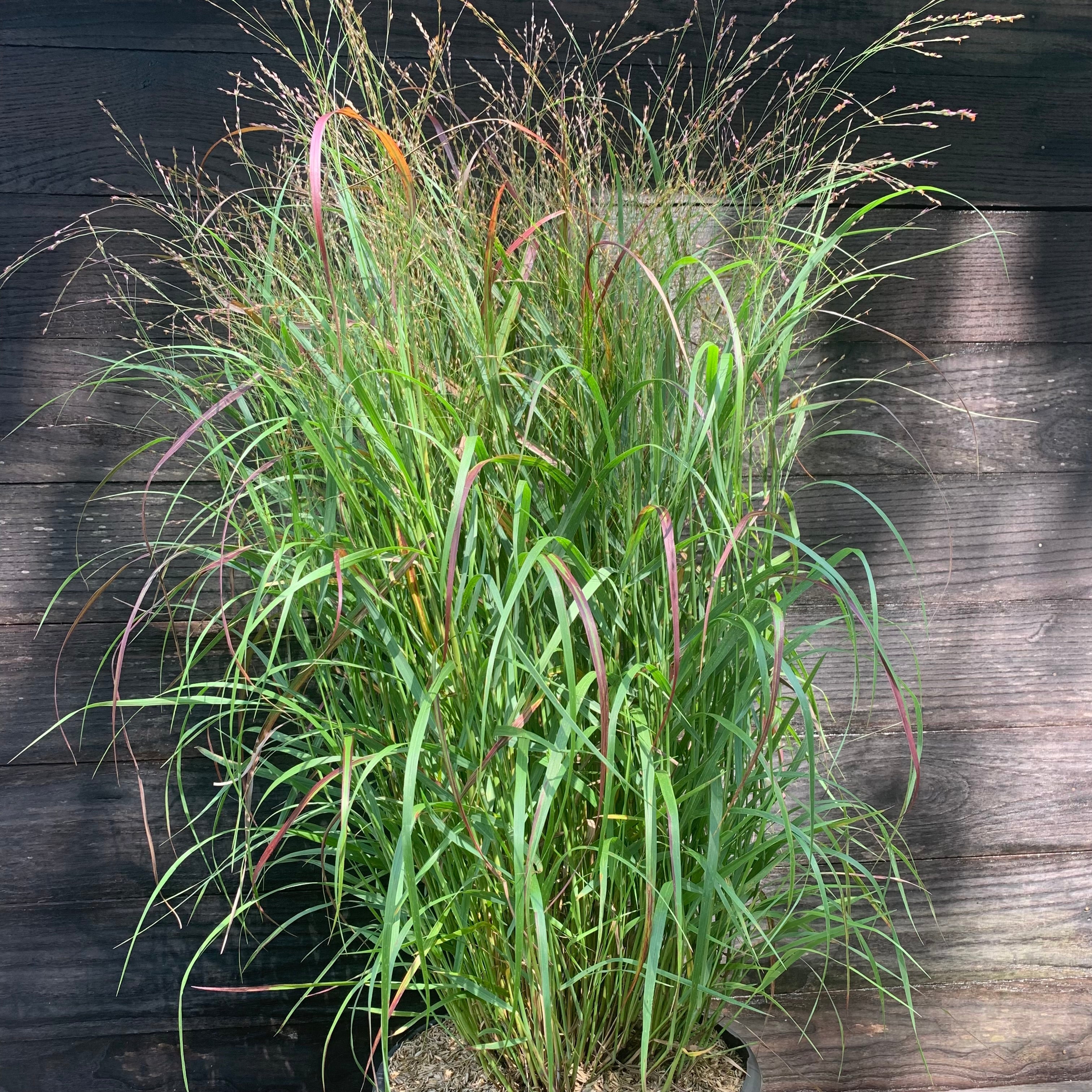 Panicum virgatum 'Shenandoah'  - Shenandoah Switch Grass