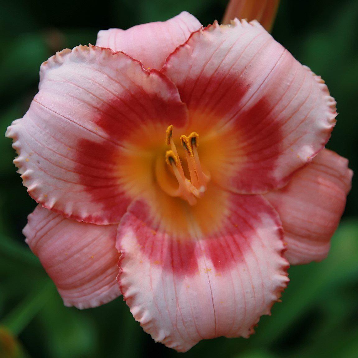Hemerocallis 'Strawberry Candy'  - Strawberry Candy Daylily