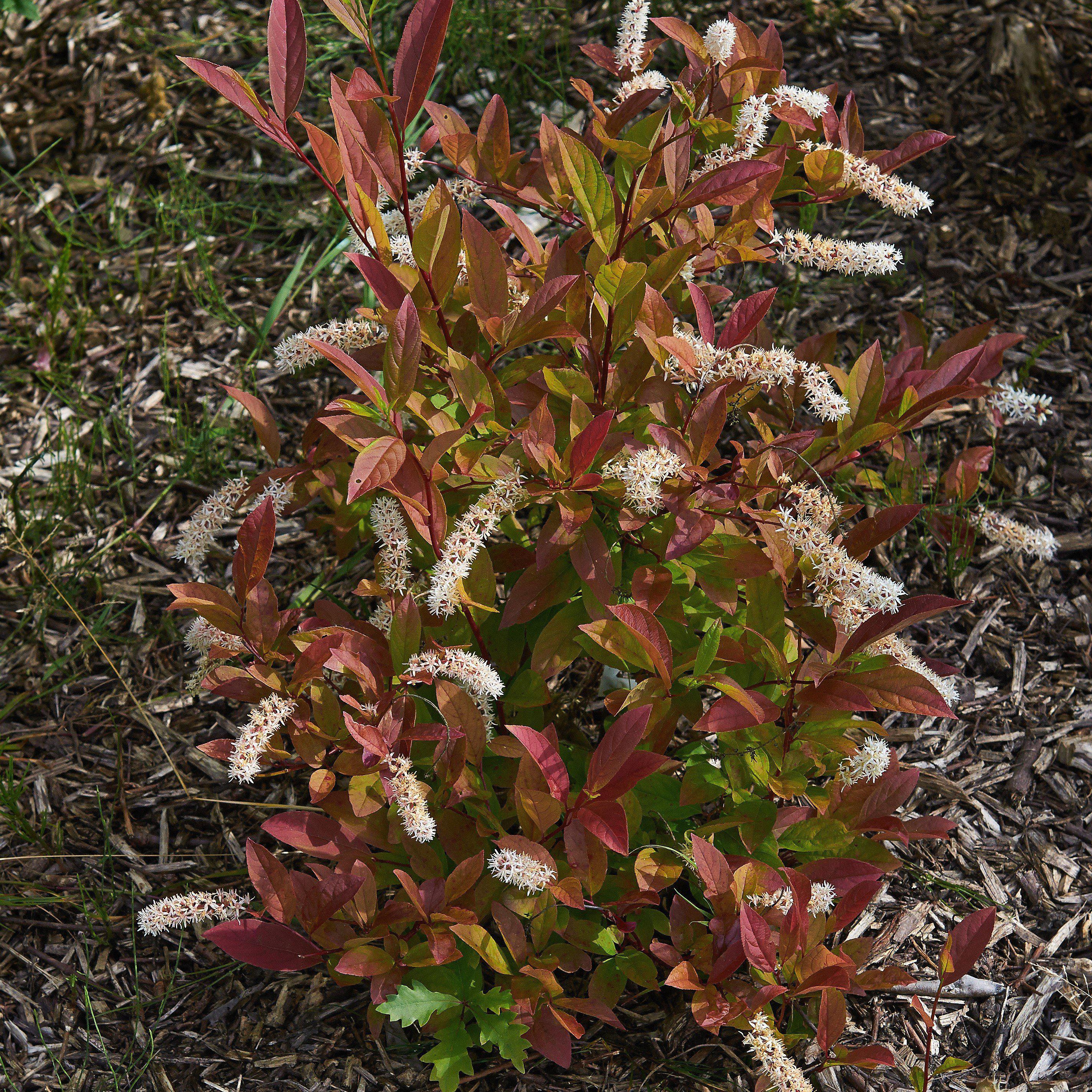 Itea virginica 'Henry's Garnet'  - Henry's Garnet Sweetspire