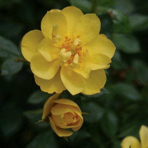 Rosa x 'Chewhocan'  - Oso Easy Lemon Zest® Rose