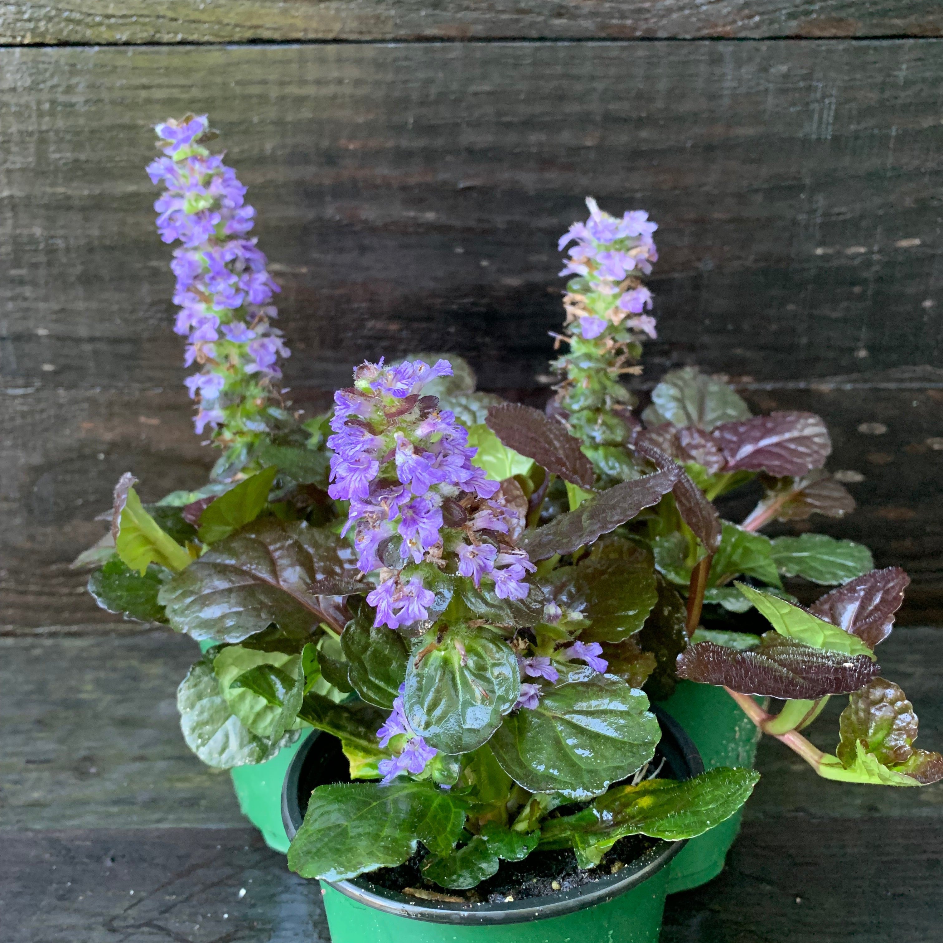 Ajuga reptans 'Binblasca'  - Black Scallop Bugleweed