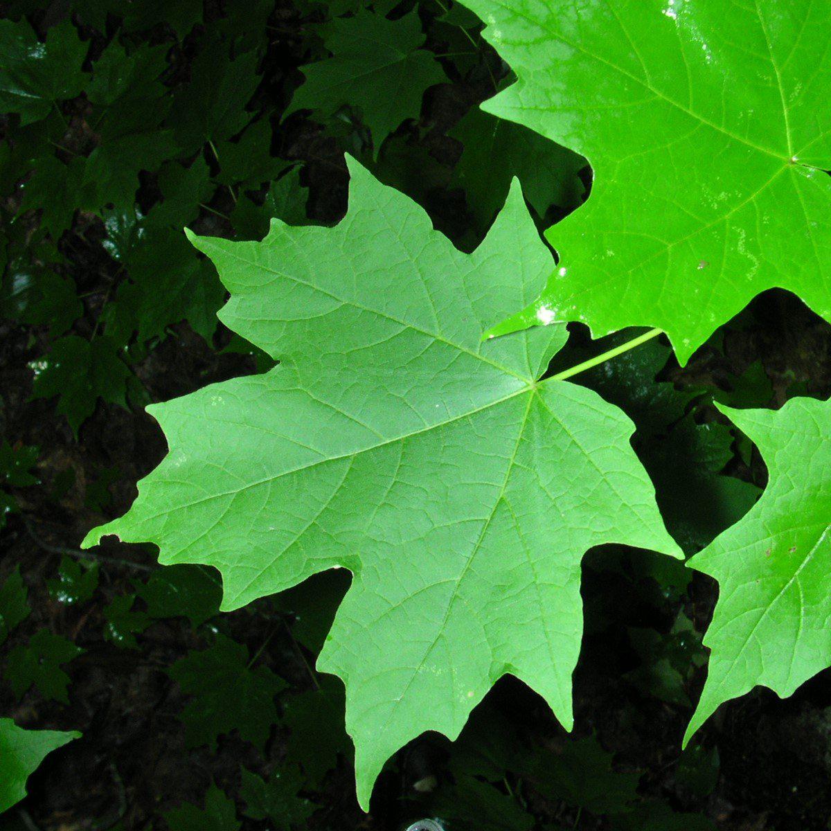 Acer saccharum  - Sugar Maple