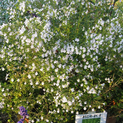 Calamintha nepeta spp. nepeta  - Lesser Calamint