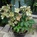 Helleborus x hybridus 'EPBRD01'  - FrostKiss™ Molly's White Lenten Rose