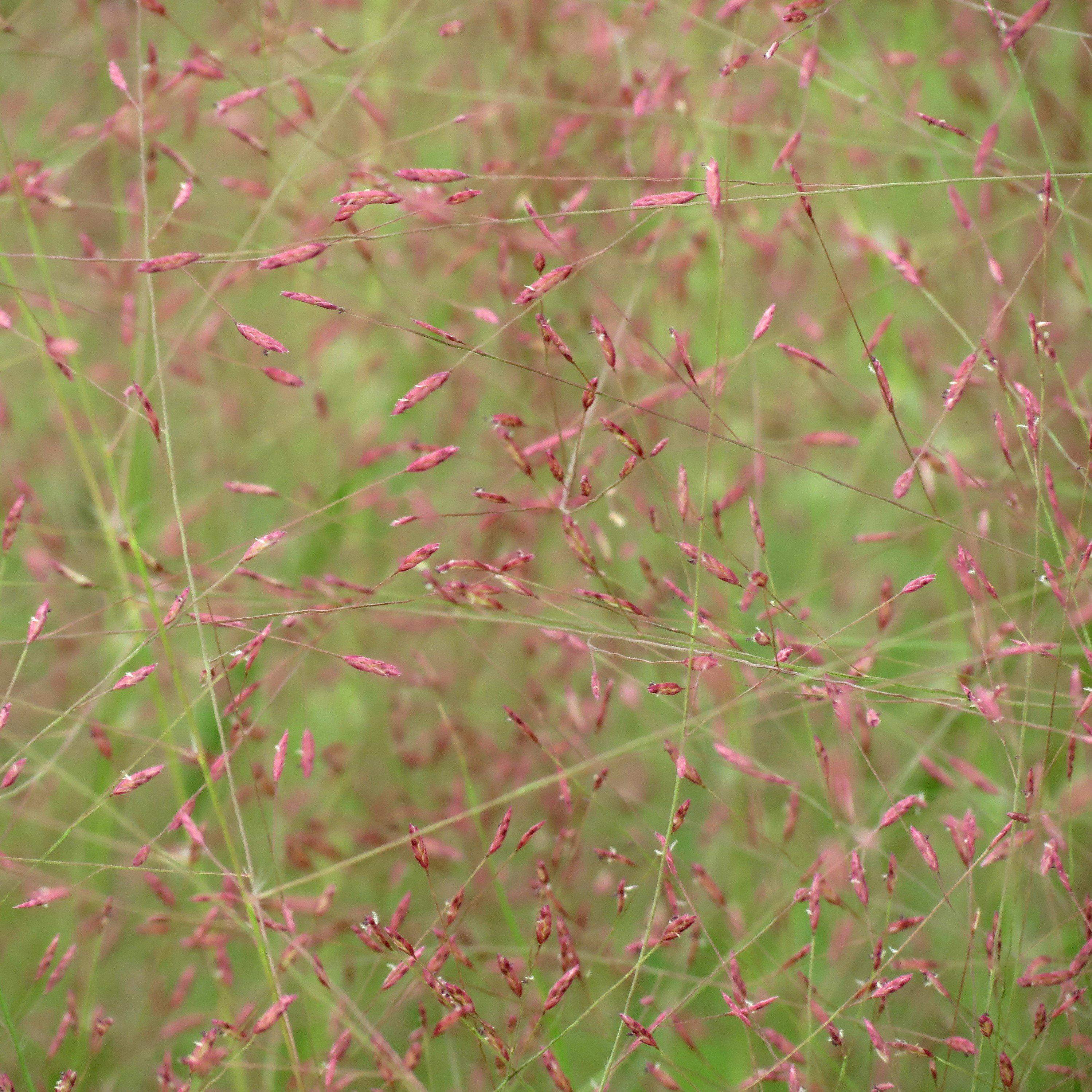 Eragrostis spectabilis  - Purple Lovegrass