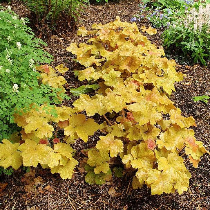 Heuchera 'Caramel' PP16,560  - Caramel Coral Bells, Heuchera